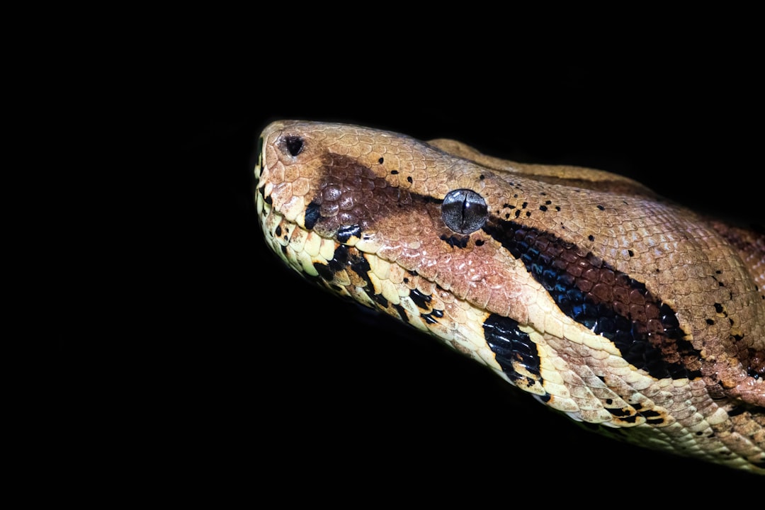 Master Python in 2026: Beginner's Guide